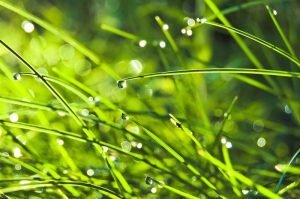 Odprowadzanie wody opadowej